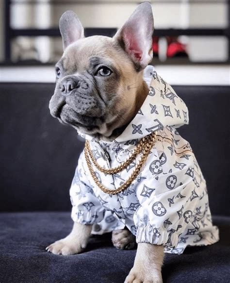 louis vuitton dog jacket.